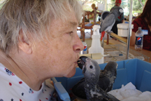 baby african Grey baby