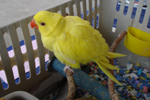 baby ring neck yellow
