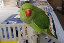 baby ringneck Green