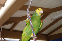 double yellow headed amazon