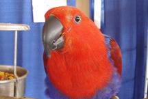 eclectus