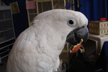 Umbrella Cockatoo eating apple