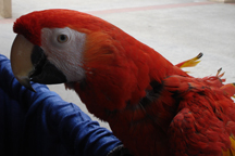 Scarlet Macaw