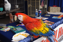 scarlet macaw and umbrella cockatoo