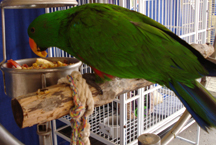 electus male