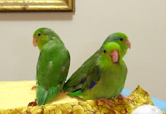 picture of baby Parrotlets