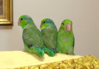 picture of baby Parrotlets